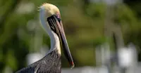 Brown pelican, San Ignacio Lagoon, Baja, Mexico.