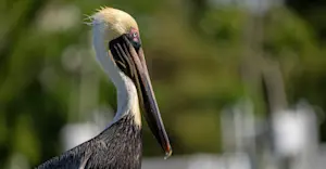 Brown pelican, San Ignacio Lagoon, Baja, Mexico.