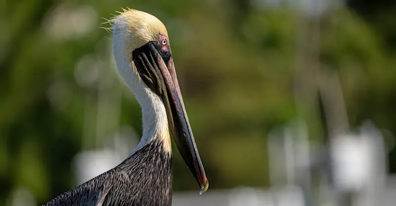 Brown pelican, San Ignacio Lagoon, Baja, Mexico.