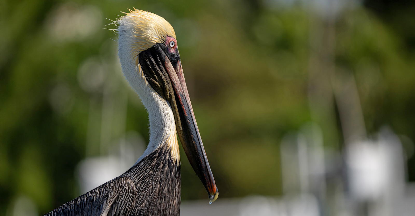 Brown pelican, San Ignacio Lagoon, Baja, Mexico.