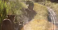 Lionesses and cubs, Greater Kruger Park, South Africa.