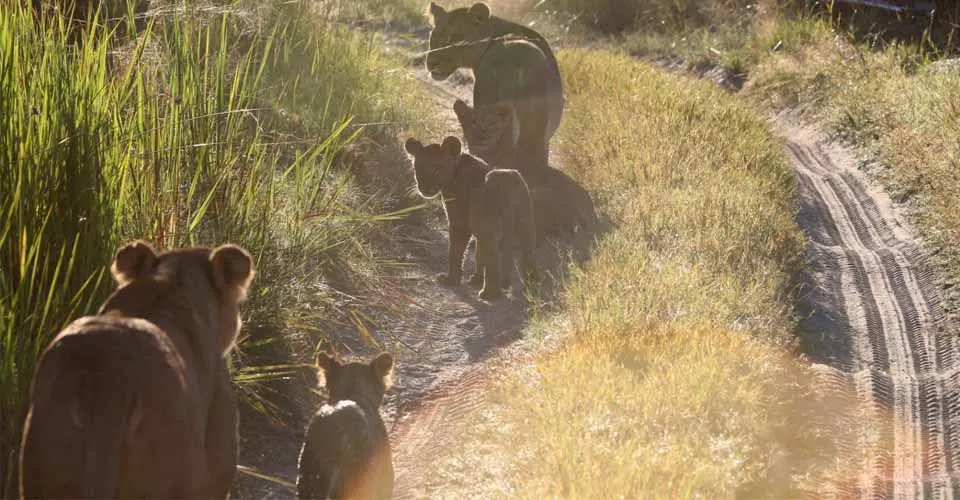 Lionesses and cubs, Greater Kruger Park, South Africa.
