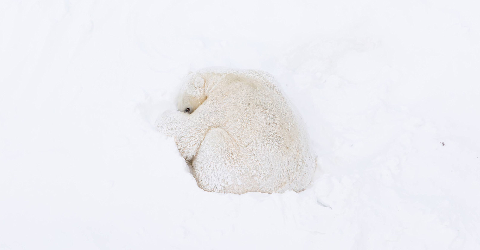 Polar Bear, Churchill, Manitoba