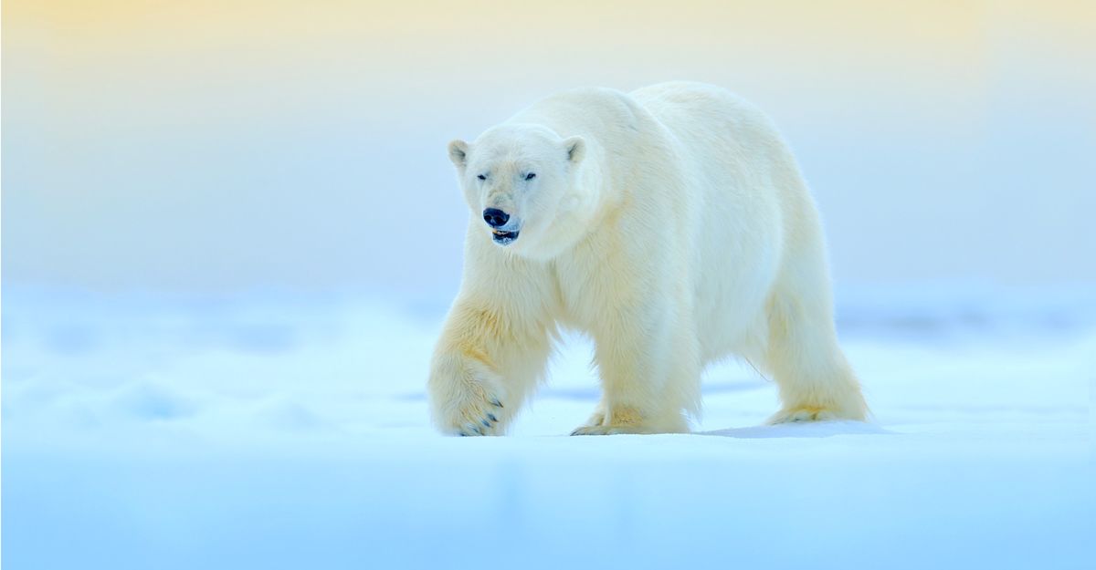Churchill Polar Bear Tours  | Natural Habitat Adventures
