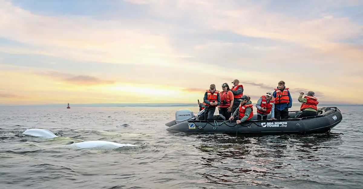 Nat Hab guests watch beluga whales, Hudson Bay, Churchill, Manitoba, Canada.
