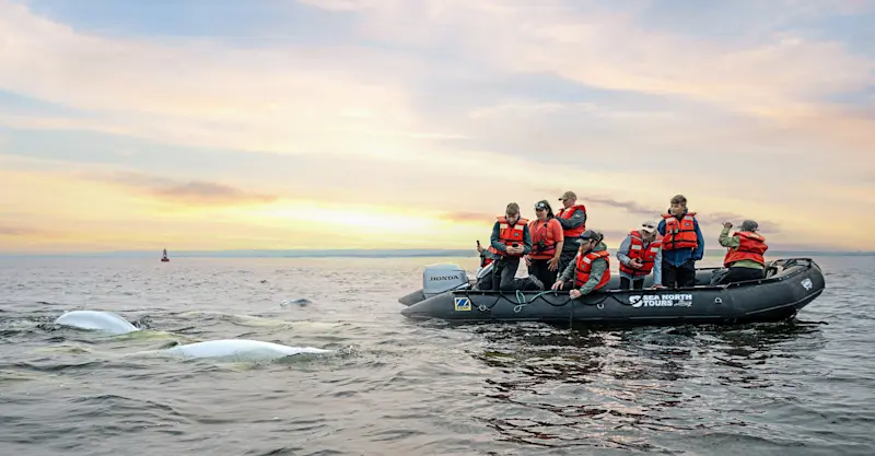 Nat Hab guests watch beluga whales, Hudson Bay, Churchill, Manitoba, Canada.
