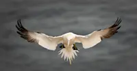 Gannet, Newfoundland