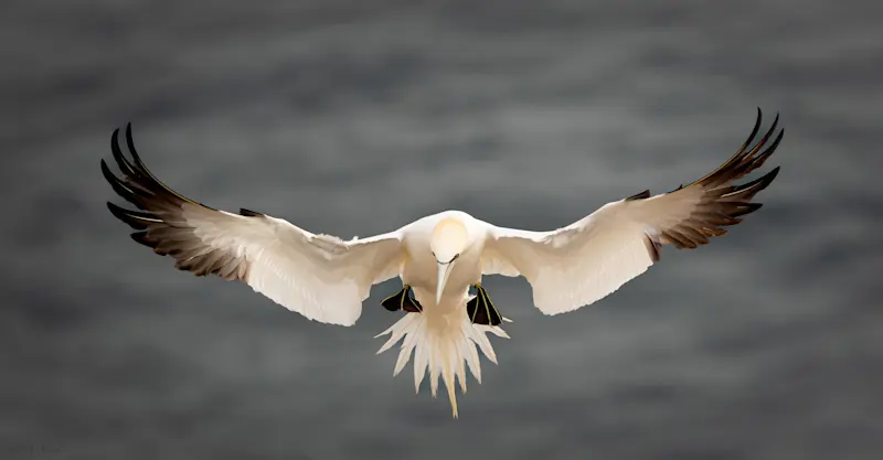 Gannet, Newfoundland