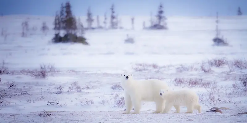 Polar bear with cub, Churchill, Manitoba.