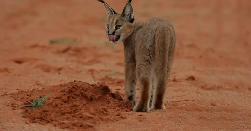 Caracal, Tswalu Kalahari Reserve, South Africa.