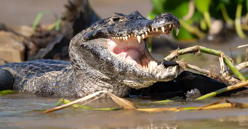 Caiman, Pantanal, Brazil.