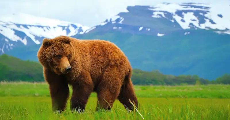 Brown Bear - Katmai National Park, Alaska