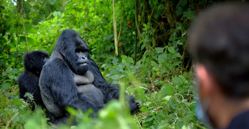 Silverback mountain gorilla, Bwindi Impenetrable Forest National Park, Uganda.