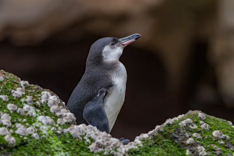 Galapagos penguin, Isabela Island, Galapagos, Ecuador.