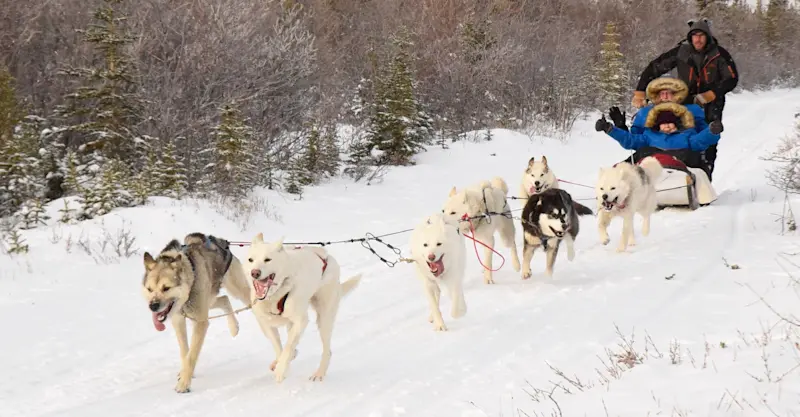 Nat Hab guests dog sledding, Churchill, Manitoba.