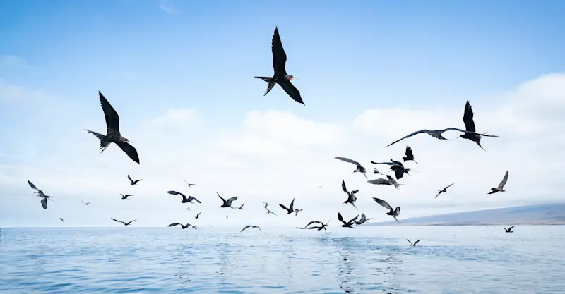 Frigatebirds, Galapagos Islands