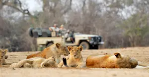 Lions, South Luangwa National Park, Zambia.