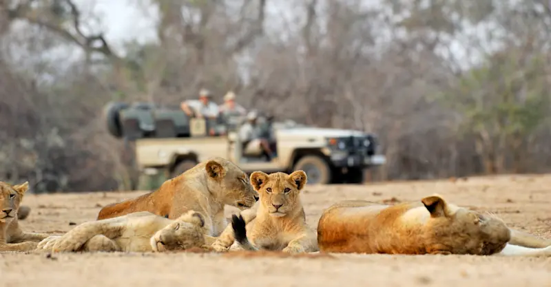 Lions, South Luangwa National Park, Zambia.