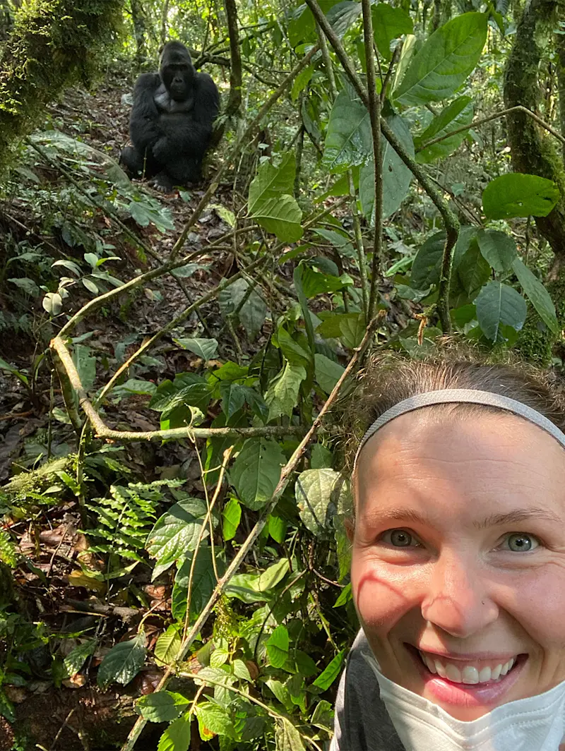 Trekking mountain gorillas in Uganda.