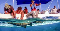 Earthwatch Expeditions Scientist and guests tag shark, Belize.