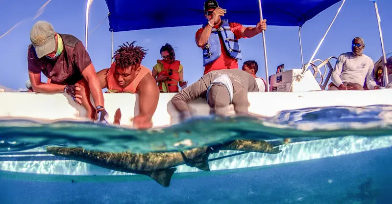 Earthwatch Scientist and guests tag shark, Belize.