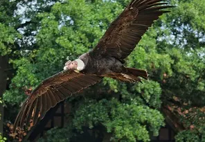 Beforeyougo|Galapagos|andean-condor-3539312-pixabay
