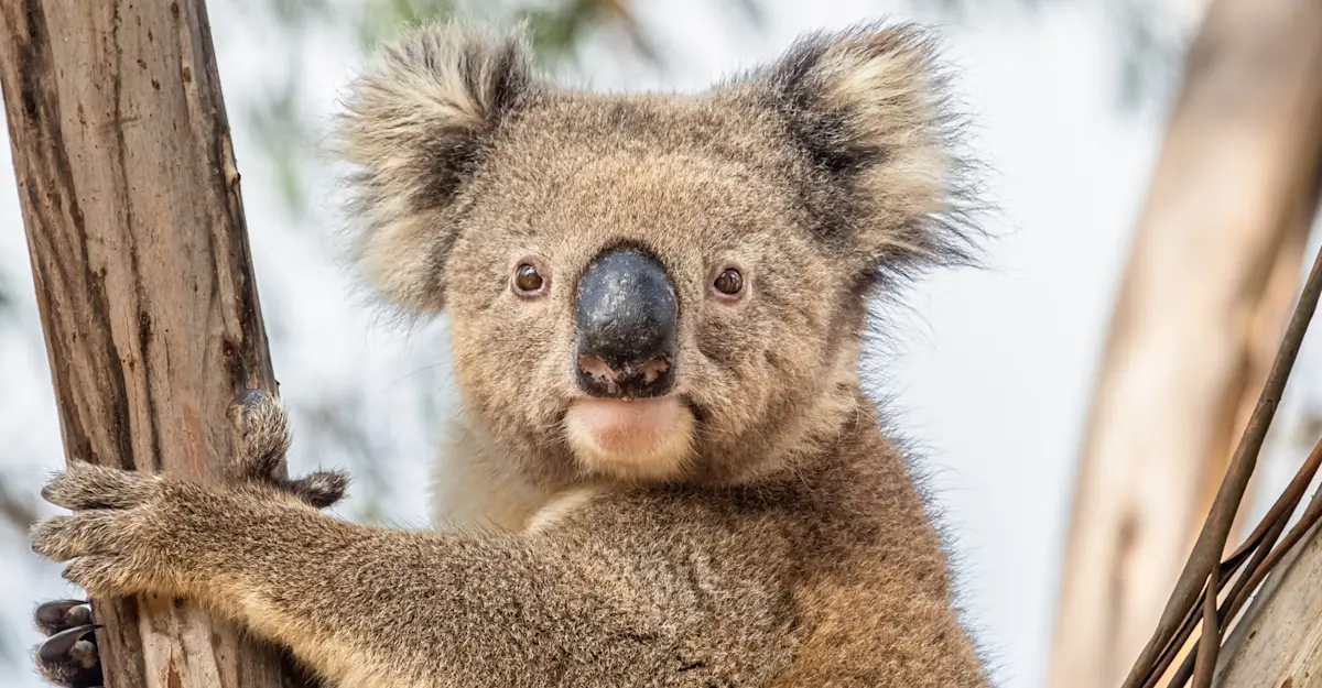 Koala, Australia.