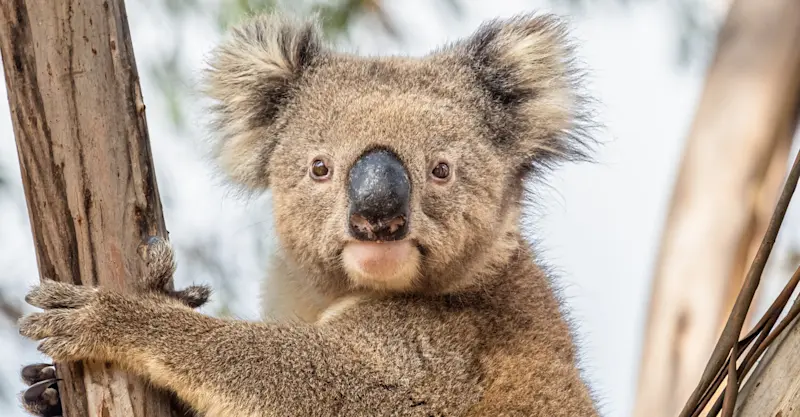 Koala, Australia.