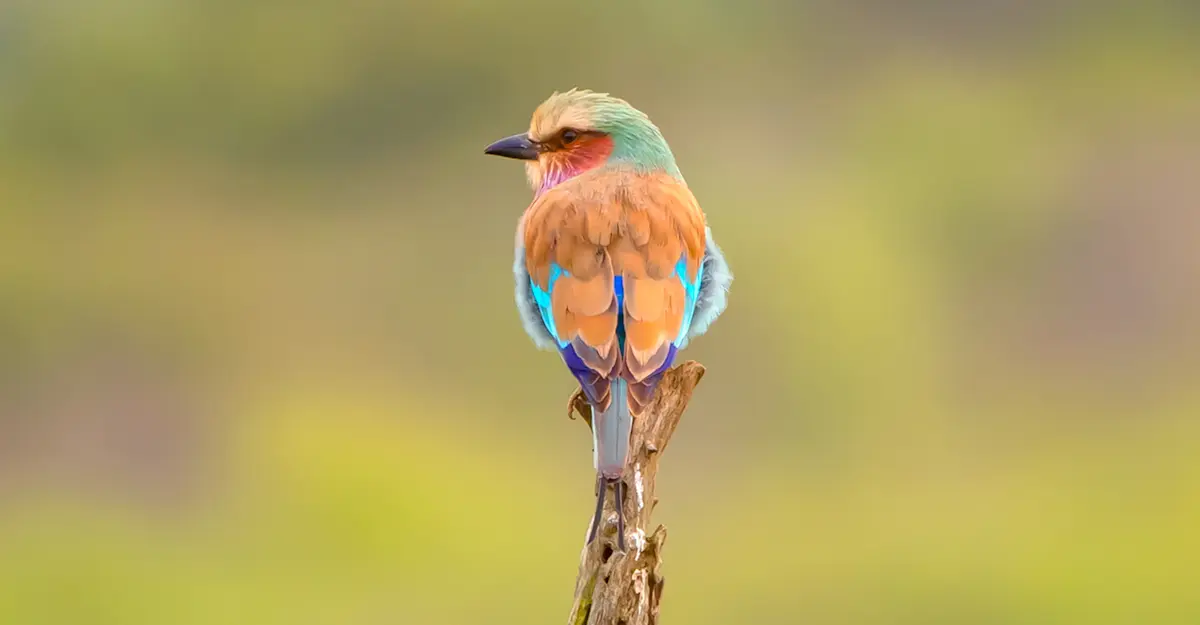 Lilac breasted roller, South Africa.