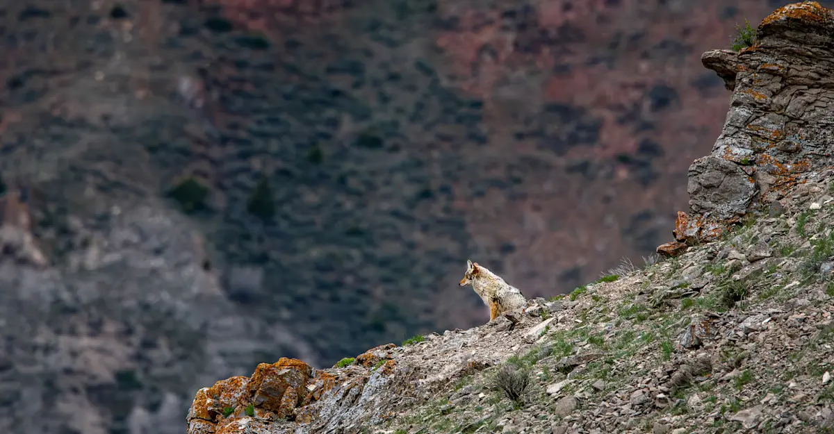Coyote.