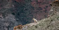 Coyote