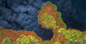 Northern Peatlands