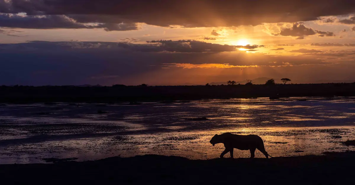 Lion, Kenya.