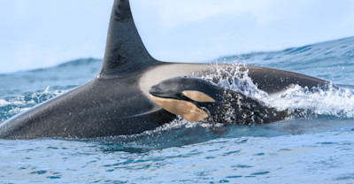 Why It Matters image