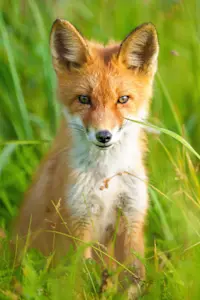 Red fox, Nat Hab's Alaska Bear Camp, Lake Clark National Park, Alaska.