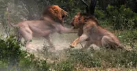 Lions, Sabi Sand Game Reserve, South Africa.