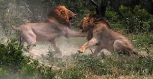 Lions, Sabi Sand Game Reserve, South Africa.