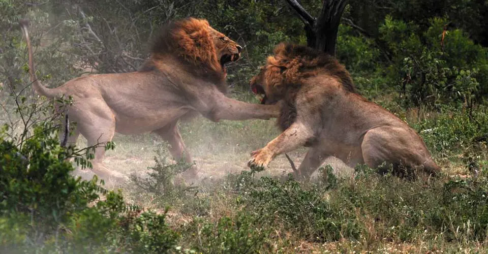 Lions, Sabi Sand Game Reserve, South Africa.