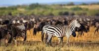 Burchell's zebras and blue wildebeests, Maasai Mara National Reserve, Kenya.