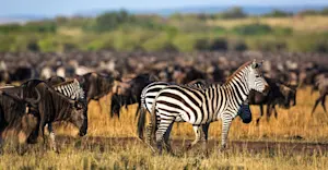 Burchell's zebras and blue wildebeests, Maasai Mara National Reserve, Kenya.