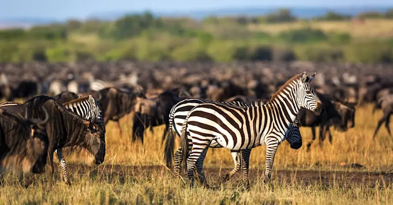 Burchell's zebras and blue wildebeests, Maasai Mara National Reserve, Kenya.