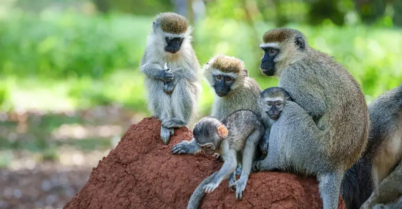 Vervet monkeys, Maasai Mara, Kenya.