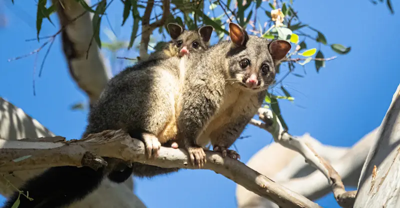 Common brushtail possums, Australia.
