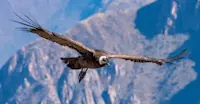 Condor, Torres del Paine National Park, Patagonia, Chile.