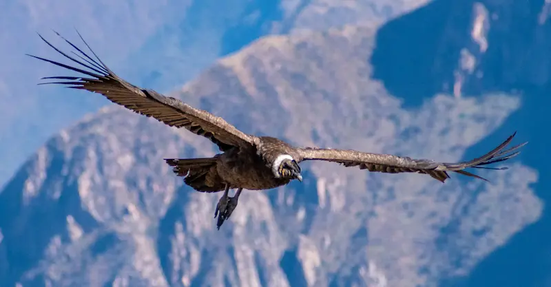 Condor, Torres del Paine National Park, Patagonia, Chile.