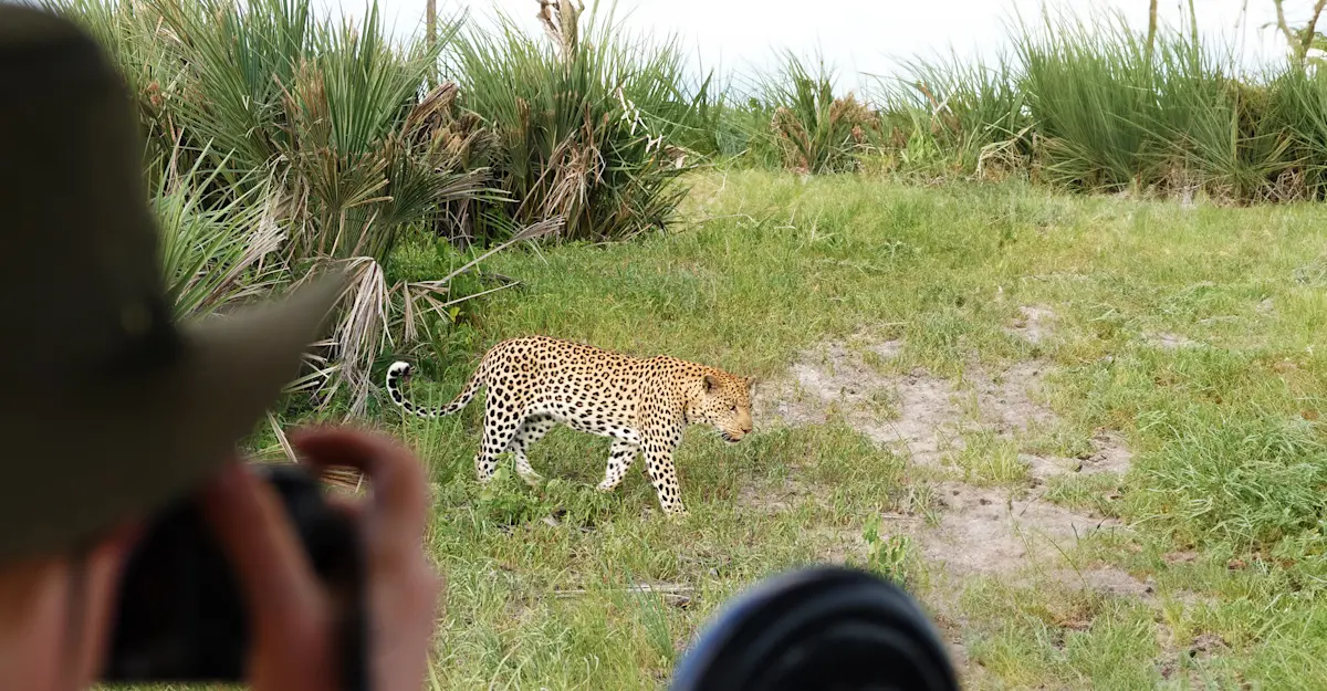 Nat Hab guest and leopard, Santawani Private Concession, Botswana.