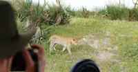 Nat Hab guest and leopard, Santawani Private Concession, Botswana.