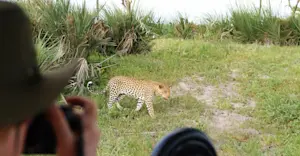 Nat Hab guest and leopard, Santawani Private Concession, Botswana.