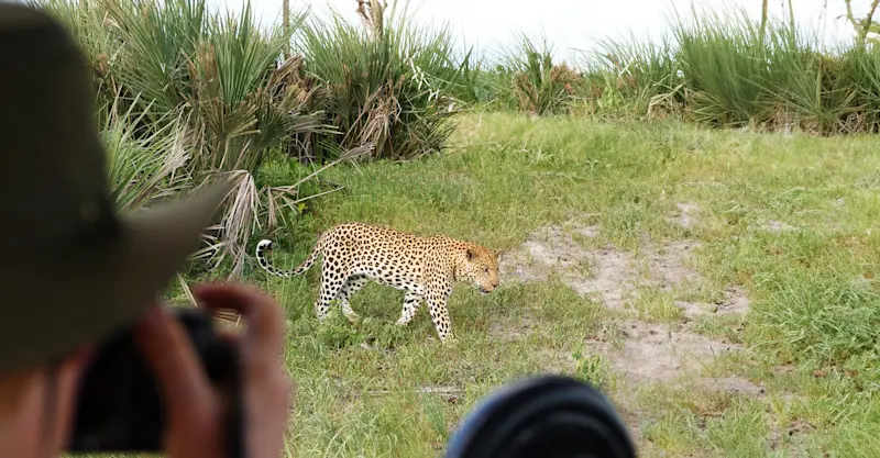 Nat Hab guest and leopard, Santawani Private Concession, Botswana.