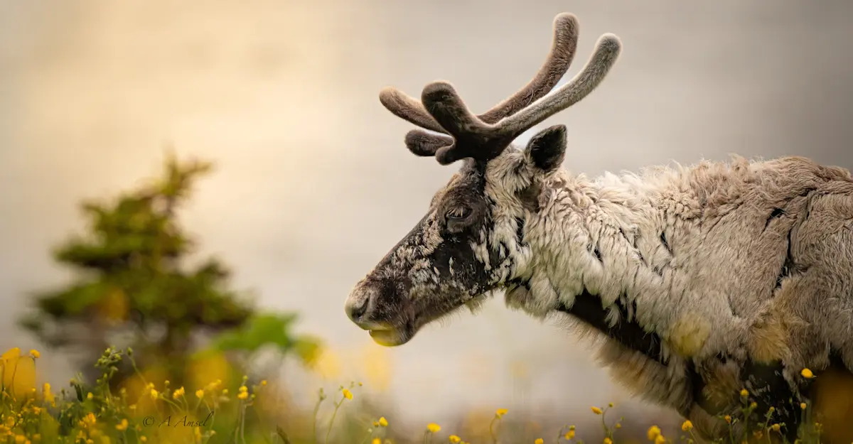 Caribou, Newfoundland